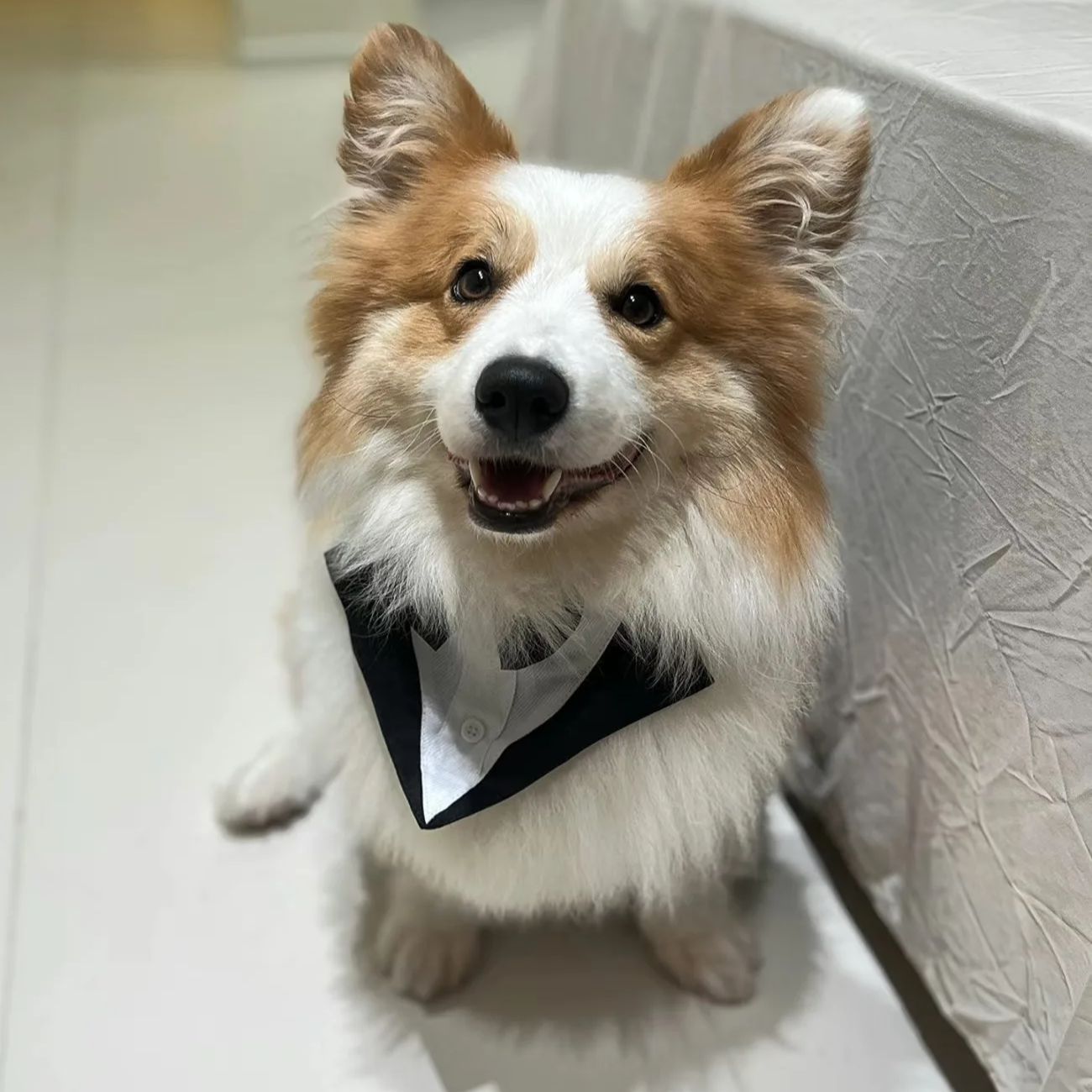 Evcil Köpek Kıyafetleri Moda P - Suit Supply Wedding Party incelemesi ve fiyatı